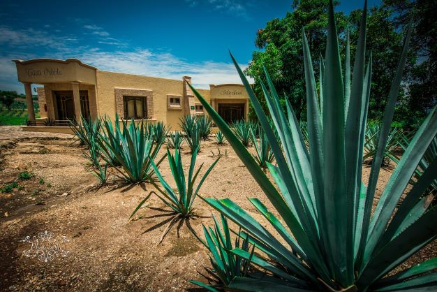 メキシコなどの乾燥地帯に生える先のとがった植物「ブルーアガベ」