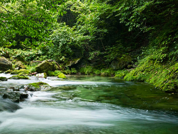 緑の自然の中を穏やかに流れる新川の伏流水