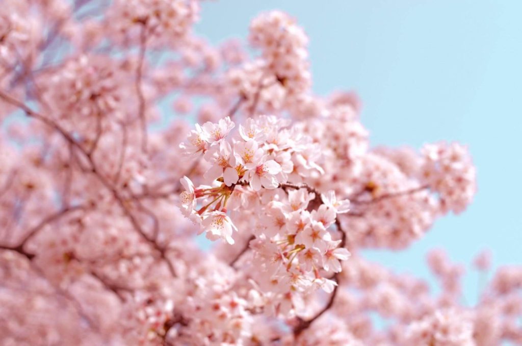 新生活をイメージさせる満開の桜